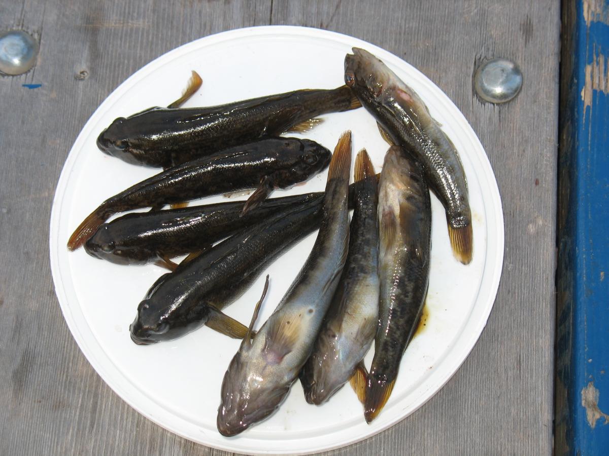 Le gobie à taches noire (Neogobius melanostomus) (EEE) Conservation